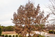 tree leaves turned.jpg