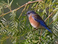 Bluebird.jpg