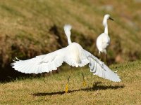 Egret11.jpg