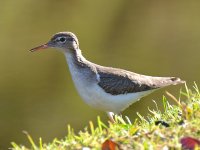 Sandpiper.jpg