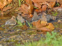 Waxwing3.jpg