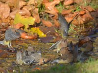 Waxwing5.jpg