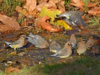 Waxwing8.jpg