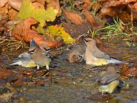 Waxwing10.jpg