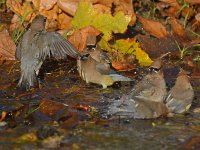 Waxwing11.jpg