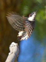 RedWoodpecker8.jpg