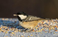 _DSC4498.jpg