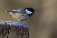 _DSC4569.jpg