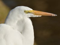 Egret10.jpg