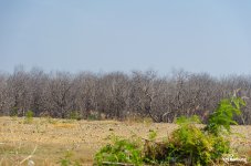 bush-1.jpg