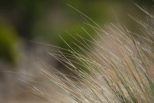 TAMRON 150-600MM-16.jpg
