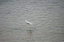 TAMRON 150-600MM-18.jpg