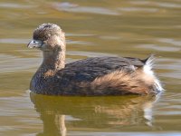 Duck3.jpg
