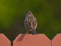 Finch3.jpg