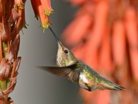 Hummer15.jpg