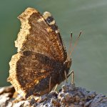 Butterfly5.jpg