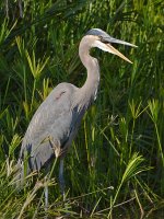 BlueHeron.jpg