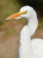 Egret3.jpg
