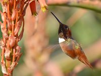 Hummer16.jpg
