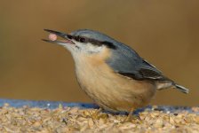 _DSC4560.jpg