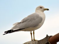 Gull2.jpg