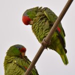 Parrots4.jpg
