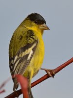 Finch3.jpg