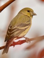Finch4.jpg