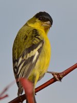 Finch2.jpg