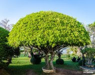 tree-1.jpg