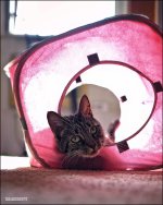 Girly House Bill   3.jpg