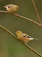 Sparrows.jpg