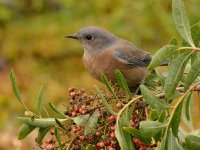 Bluebird7.jpg