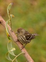 Warbler.jpg