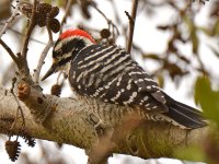 Woodpecker7.jpg