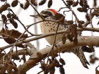 Woodpecker8.jpg