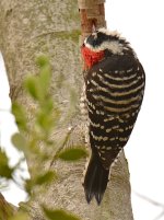Woodpecker2.jpg