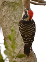 Woodpecker3.jpg