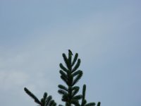 On Top of the Tree 01.jpg