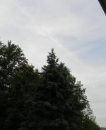 On Top of the Tree 02.jpg
