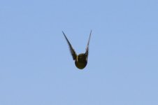 Aerial Acrobatics 03.jpg