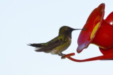 Visitor at the Feeder 01.jpg