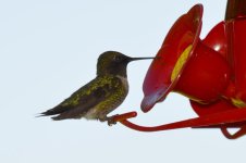 Visitor at the Feeder 02.jpg