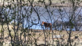 Horse With No Name--3.jpg
