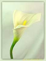 Calla Lilly 1-10-15.jpg