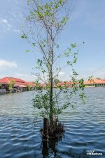 tree-water-1.jpg