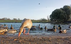DSC_0417.jpg