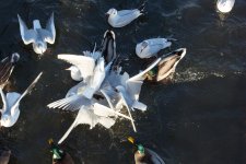 DSC_0477.jpg