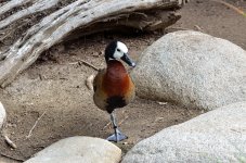 10th Jan 2015 078.JPG