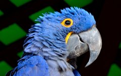 10th Jan 2015 087.JPG